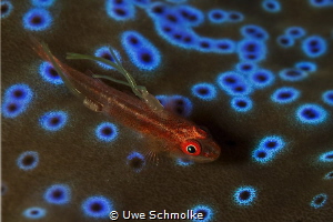 Blenni suffers from parasites by Uwe Schmolke 